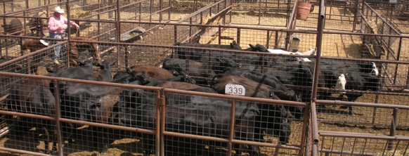 producers livestock market san angelo