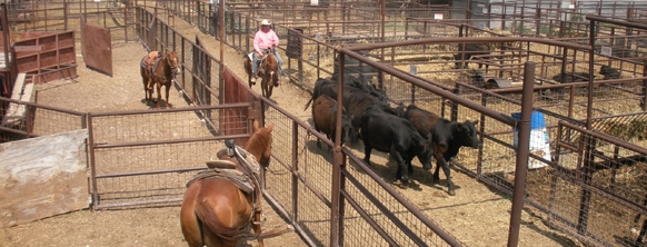 producers livestock market report san angelo tx