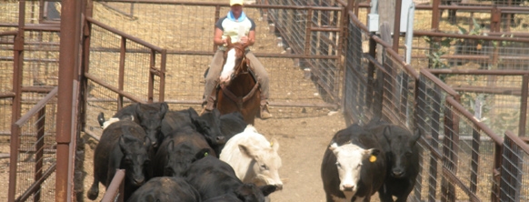 Cattle-2