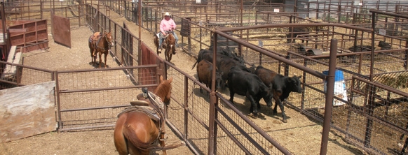 Cattle-3