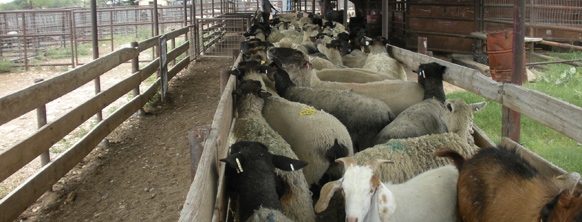 Sheep-1