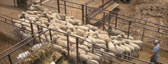 Sheep-3