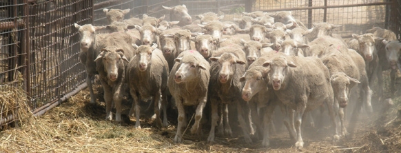 Sheep-4