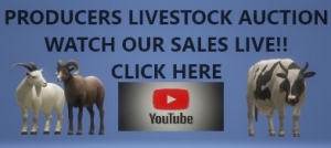 You Tube Video Link