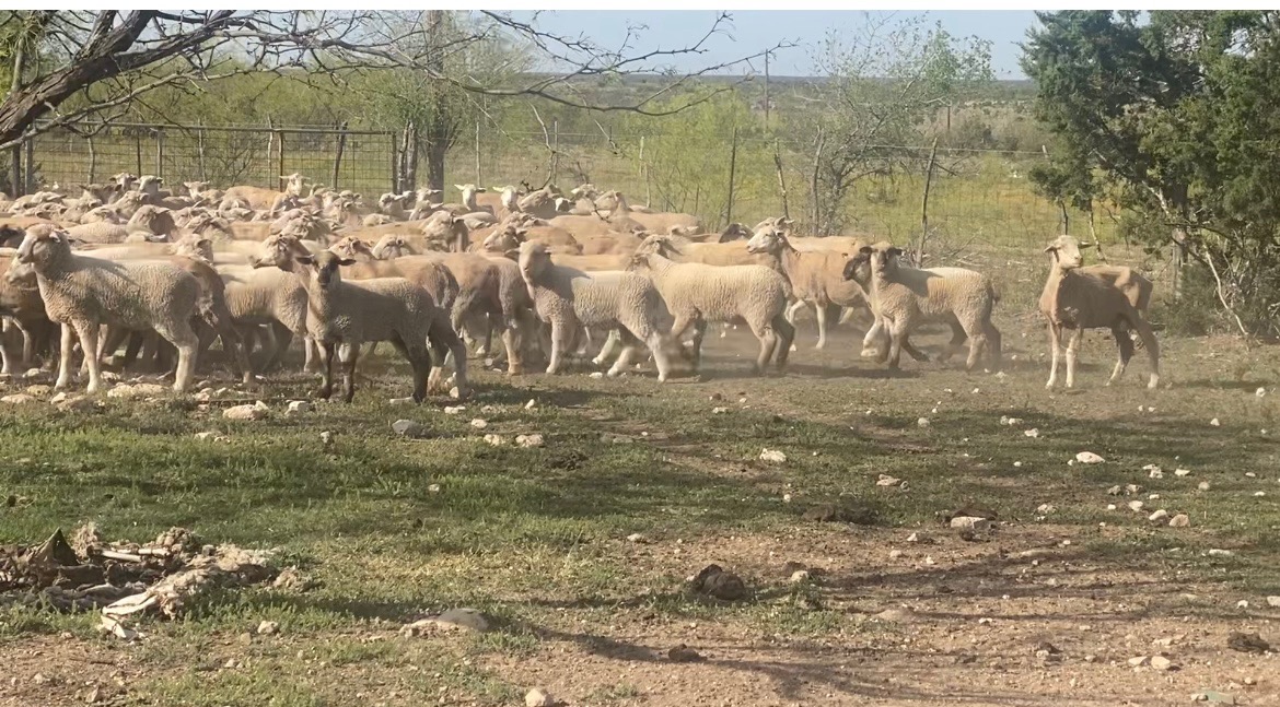 Livestock For Sale & Classifieds Producers Livestock Auction Company