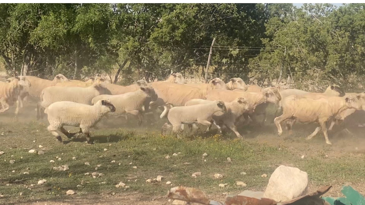 Livestock For Sale & Classifieds Producers Livestock Auction Company