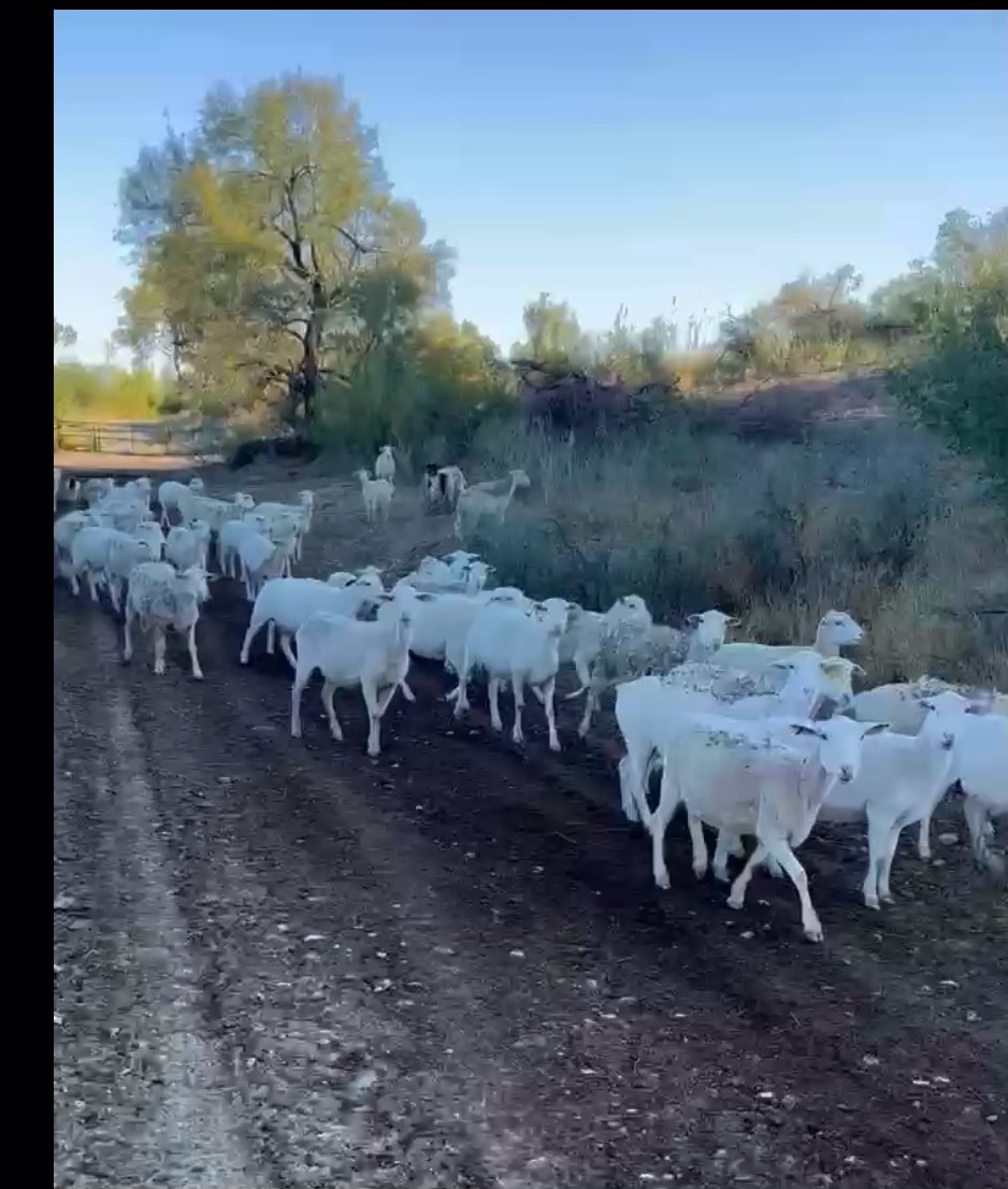 Livestock For Sale & Classifieds Producers Livestock Auction Company